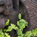 Arts & Vie - Tortuguero - Costa Rica