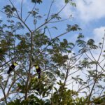 Arts & Vie - Tortuguero - Costa Rica
