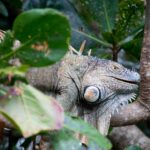 Arts & Vie - Tortuguero - Costa Rica
