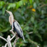 Arts & Vie - Tortuguero - Costa Rica