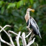 Arts & Vie - Tortuguero - Costa Rica