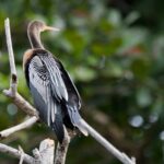 Arts & Vie - Tortuguero - Costa Rica