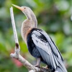 Arts & Vie - Tortuguero - Costa Rica