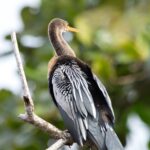 Arts & Vie - Tortuguero - Costa Rica