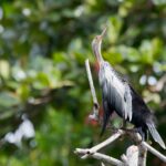 Arts & Vie - Tortuguero - Costa Rica