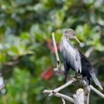 Arts & Vie - Tortuguero - Costa Rica