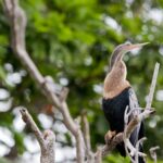 Arts & Vie - Tortuguero - Costa Rica