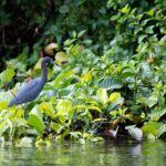Arts & Vie - Tortuguero - Costa Rica