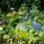 Arts & Vie - Tortuguero - Costa Rica