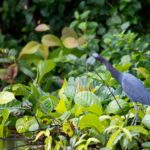 Arts & Vie - Tortuguero - Costa Rica