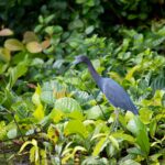 Arts & Vie - Tortuguero - Costa Rica