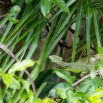 Arts & Vie - Tortuguero - Costa Rica