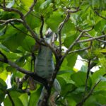 Arts & Vie - Tortuguero - Costa Rica