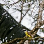 Arts & Vie - Tortuguero - Costa Rica