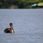 Arts & Vie - Tortuguero - Costa Rica