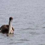 Arts & Vie - Tortuguero - Costa Rica