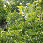 Arts & Vie - Tortuguero - Costa Rica