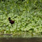 Arts & Vie - Tortuguero - Costa Rica