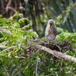 Arts & Vie - Tortuguero - Costa Rica