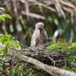 Arts & Vie - Tortuguero - Costa Rica