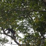 Arts & Vie - Tortuguero - Costa Rica