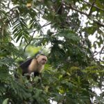 Arts & Vie - Tortuguero - Costa Rica