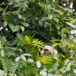 Arts & Vie - Tortuguero - Costa Rica