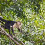 Arts & Vie - Tortuguero - Costa Rica