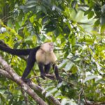 Arts & Vie - Tortuguero - Costa Rica