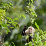 Arts & Vie - Tortuguero - Costa Rica