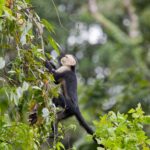 Arts & Vie - Tortuguero - Costa Rica
