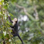 Arts & Vie - Tortuguero - Costa Rica