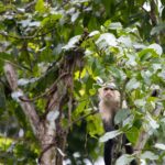 Arts & Vie - Tortuguero - Costa Rica