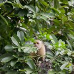 Arts & Vie - Tortuguero - Costa Rica
