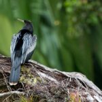 Arts & Vie - Tortuguero - Costa Rica