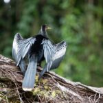 Arts & Vie - Tortuguero - Costa Rica