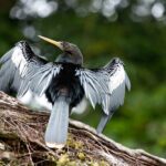 Arts & Vie - Tortuguero - Costa Rica
