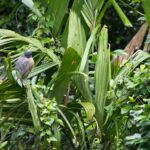 Arts & Vie - Tortuguero - Costa Rica