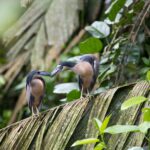Arts & Vie - Tortuguero - Costa Rica