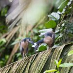Arts & Vie - Tortuguero - Costa Rica