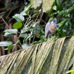 Arts & Vie - Tortuguero - Costa Rica