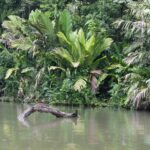 Arts & Vie - Tortuguero - Costa Rica