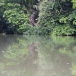 Arts & Vie - Tortuguero - Costa Rica