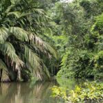 Arts & Vie - Tortuguero - Costa Rica