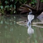 Arts & Vie - Tortuguero - Costa Rica