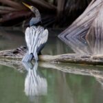 Arts & Vie - Tortuguero - Costa Rica