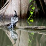 Arts & Vie - Tortuguero - Costa Rica