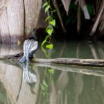 Arts & Vie - Tortuguero - Costa Rica