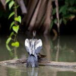 Arts & Vie - Tortuguero - Costa Rica