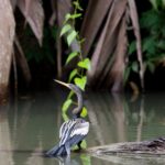 Arts & Vie - Tortuguero - Costa Rica